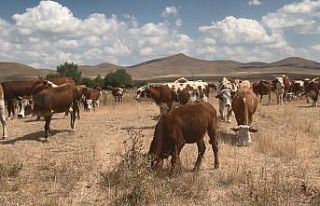 Kars’ta şap hastalığı geçti, hayvanlar yeniden...