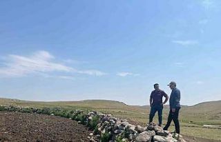 Kars’ta şap hastalığıyla mücadele sürüyor