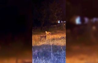 Kars’ta tilki ile kedilerin oyunu kameraya yansıdı