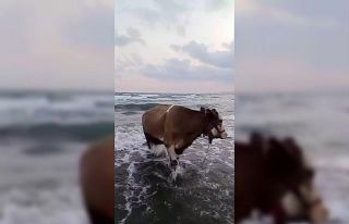 Kavurucu sıcaktan bunalan inek soluğu denizde aldı