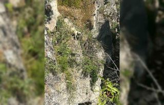 Kayalıkta mahsur kalan köpeği itfaiye ekipleri...