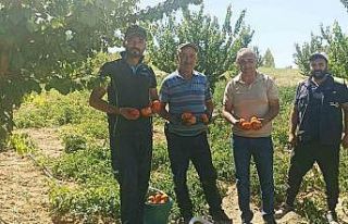 Kayısı meyve vermedi, üretici bahçesine ata tohumu...