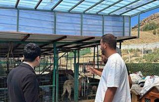 Kaymakam Tutal, Hayvan Barınağı’nda incelemelerde...