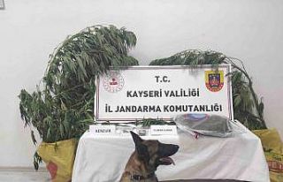 Kayseri’de 7 kök kenevir ele geçirildi: 1 gözaltı