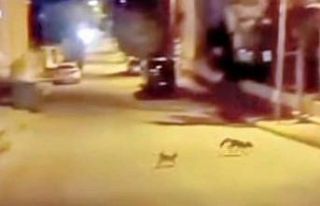 Kedi tarafından saldırıya uğrayan tilki çareyi...