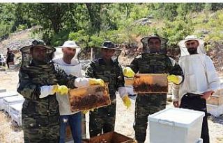 Kemah’ta arıcıların bal hasadı