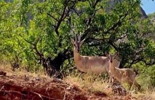Kemaliye’de anne ve yavru dağ keçisi görüntülendi