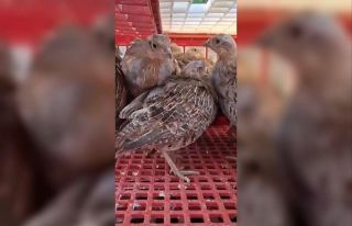 Kene ile mücadele için doğaya 200 çil keklik salındı