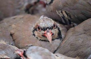 Kenelere karşı mücadele sürüyor: 1 milyona yakın...