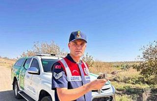 Kilis’te yaralı küçük balaban kuşu koruma altına...