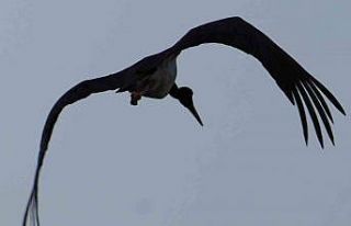 Kırıkkale’de baraj kıyısında kara leylek objektiflere...