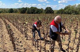 Kırklareli’nde ayçiçeği verim tespit çalışmaları