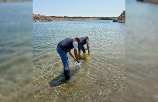 Kırklareli’ndeki göletlere 1 milyon 844 bin sazan...