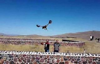 Kızıl Şahin doğal yaşamına bırakıldı