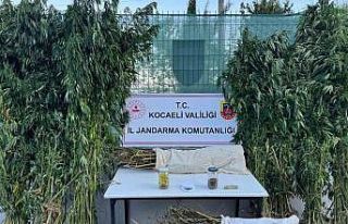 Kocaeli’de 12 kilo esrar ve 583 kök kenevir ele...