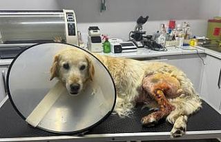 Köpeğin ayağından hentbol topu büyüklüğünde...