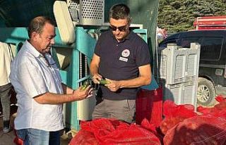 Kornişon salatalık hasadı devam ediyor