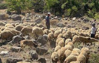 Koyun sürüsüne kurt ve ayı saldırdı, 20 kuzu...