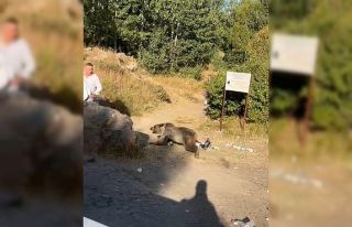 Kucağında bebekle ayı saldırısına uğradı