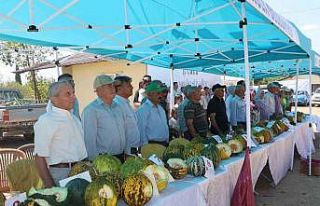 Kula’da ilk kez kavun festivali düzenlendi