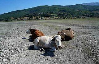 Kuraklığın en acı görüntüsü: Ladik Gölü’nde...