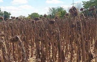 Kuraklık ayçiçeğini vurdu