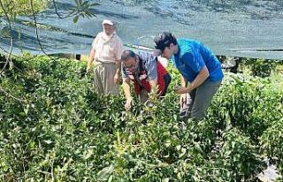Kütahya’da domates ve biber fidesi kontrolleri