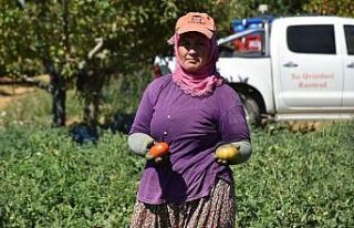 Kuyucak’ta toprakla buluşturulan 220 bin domates...