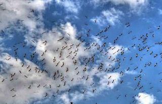 Leylekler göç yolunda Beyşehir’de görüntülendi