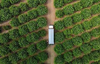 Limonda fiyatı düşürecek hasat başladı