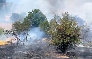 Malatya’da orman yangını