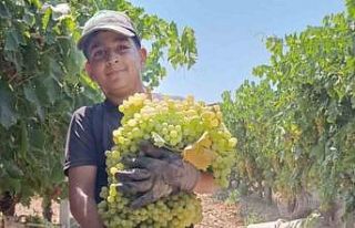 Manisa’da 7 kilo 250 gramlık üzüm salkımı