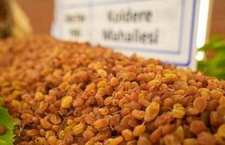 Manisa’da borsaya gelen yılın ilk kuru üzümü...