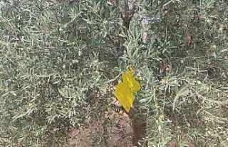 Manisa’da zeytin sineğine karşı ilaçlama çağrısı
