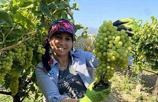Manisa’nın dünyaca ünlü çekirdeksiz sofralık...
