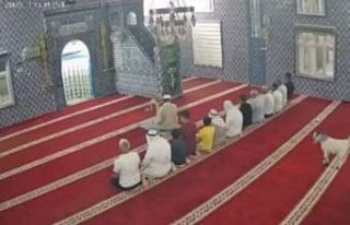 Mardin’de camiye giren oğlak güvenlik kamerasına...