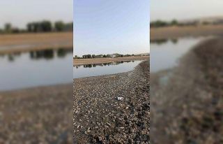 Mardin’de gölet suyu çekildi, binlerce balık...