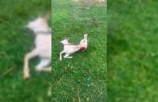 Mardin’de sokak köpekleri iki keçiyi telef etti