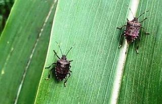 Mısırda kahverengi kokarca ilaçlama zamanı