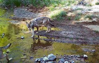 MSKÜ Öğretim Üyesi Dr. İlemin’den çarpıcı...