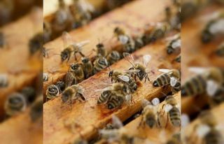 Muratlı’da bal üreticileri hasattan memnun