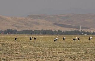 Muş Ovası’nda leylekler büyük göçe hazır