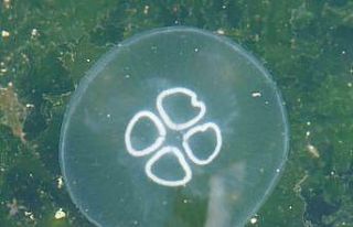 Müsilaj bitti bu kez denizanası kabusu başladı