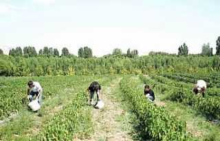 Muş’ta 40 derece sıcakta "kurutmalık sebze"...