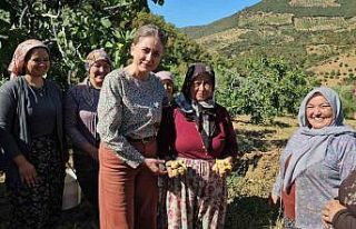 Nazilli Kaymakamı Kan, incir hasadına katıldı