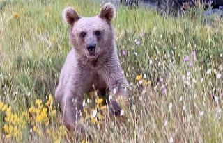 Nemrut’ta ayılarla yakın temas, doğal yaşamı...