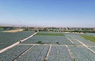 Niğde’de beyaz lahana hasadı başladı: Ata tohumunun...