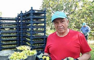 Nilüfer’de incir hasadı başladı