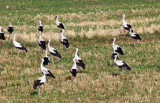 Onlarca leylek tarlada beslenirken dronla görüntülendi