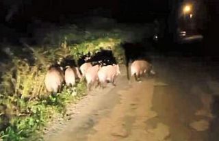 Ordu’da aç kalan domuz sürüsü mahalleye indi